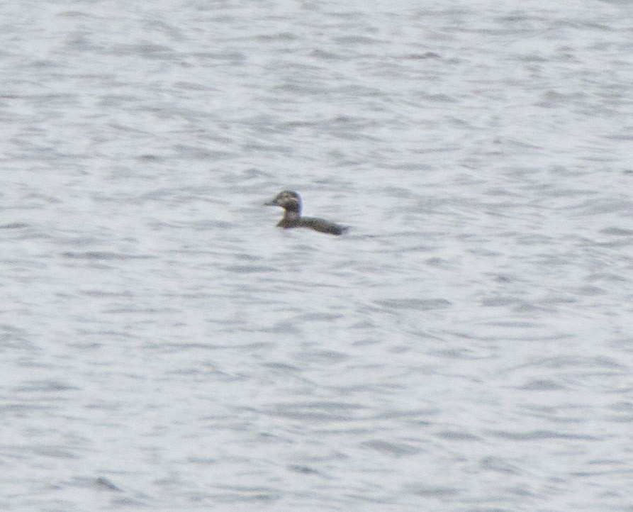 Long-tailed Duck - John Lindsey