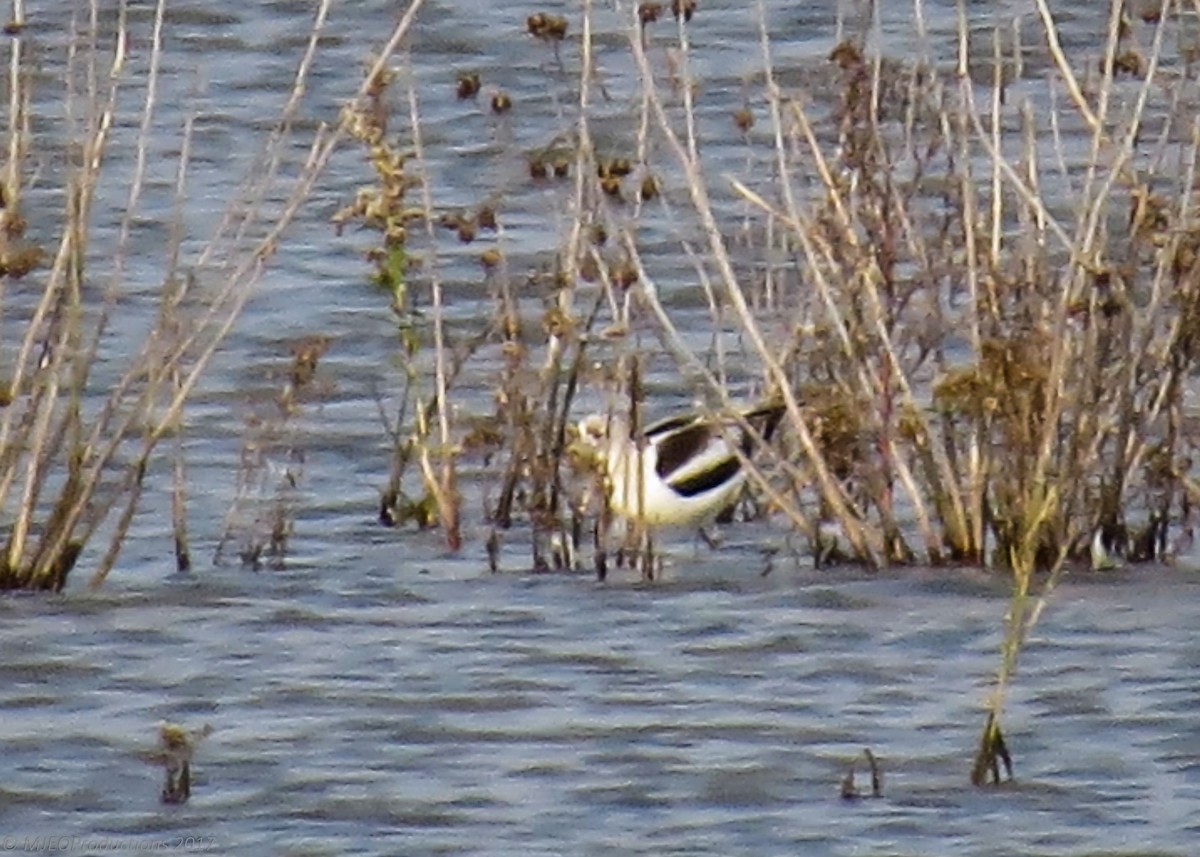 American Avocet - ML74655201