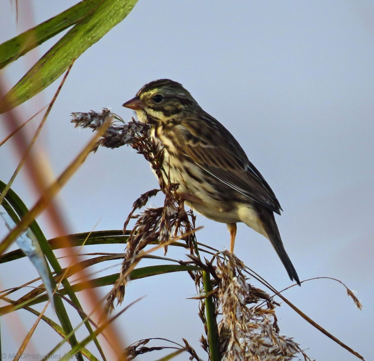 Savannah Sparrow - ML74655351