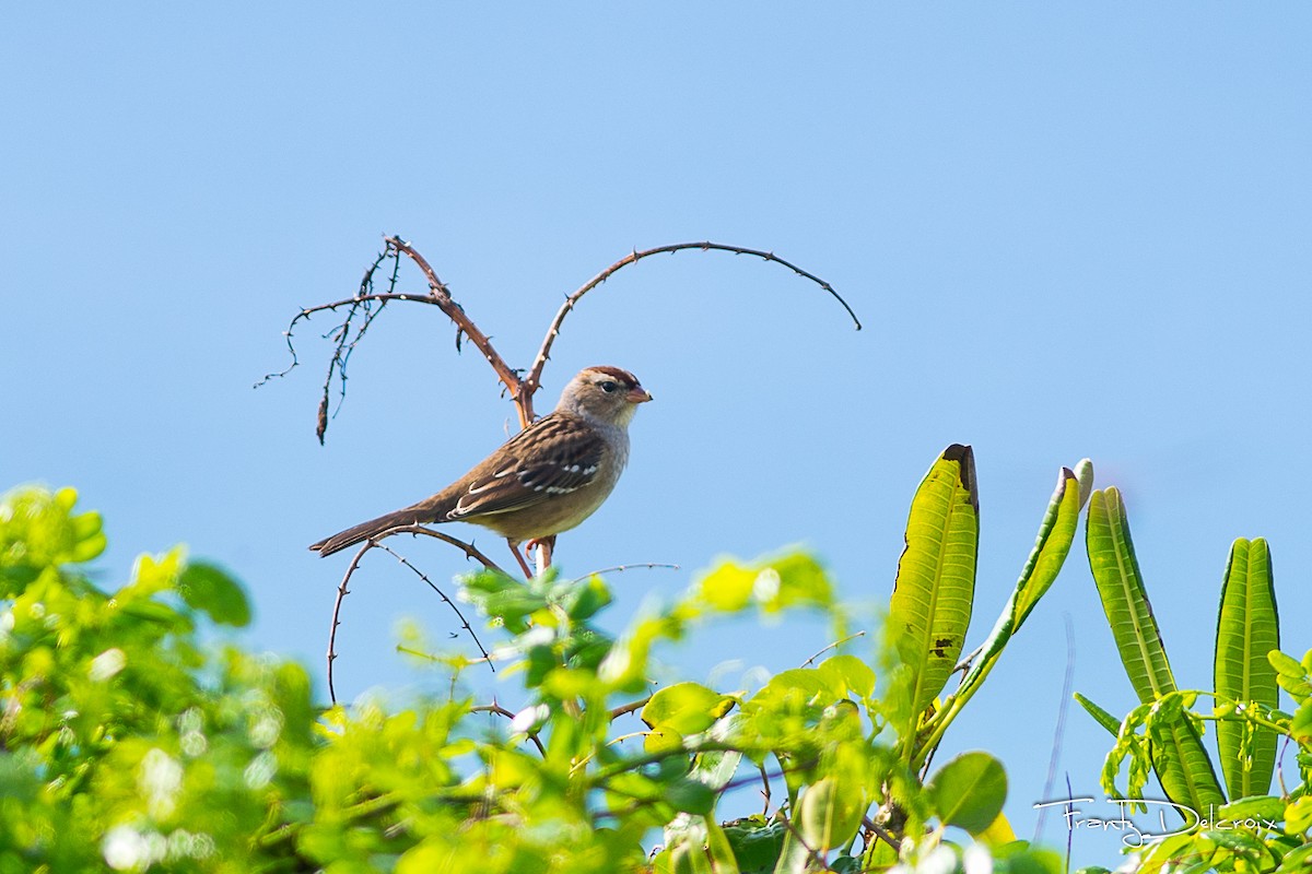 White-crowned Sparrow - Frantz Delcroix (Duzont)