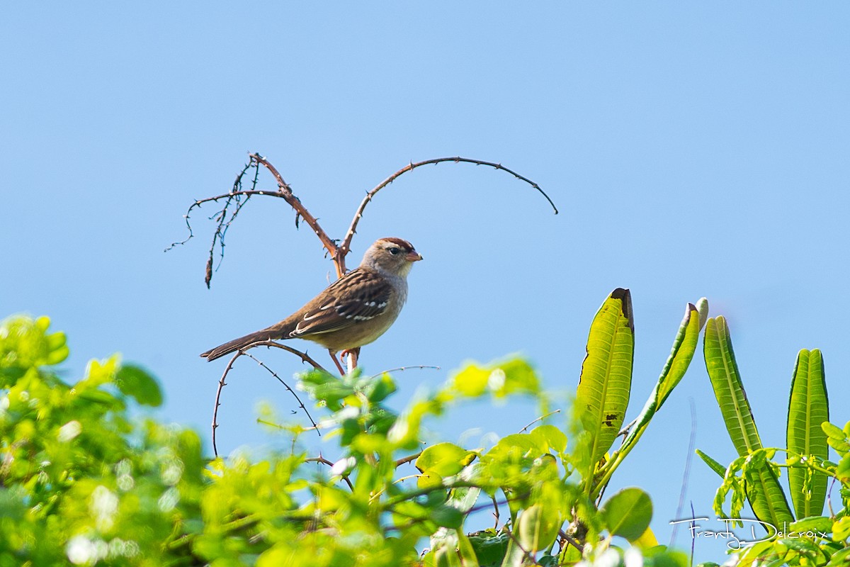 ミヤマシトド - ML74655701