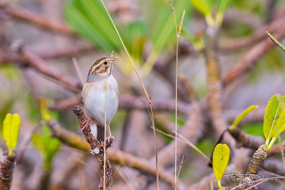 Clay-colored Sparrow - Frantz Delcroix (Duzont)