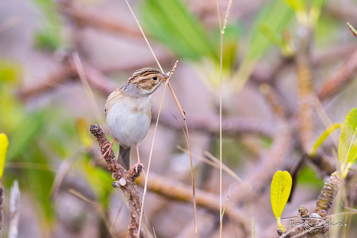 Clay-colored Sparrow - Frantz Delcroix (Duzont)