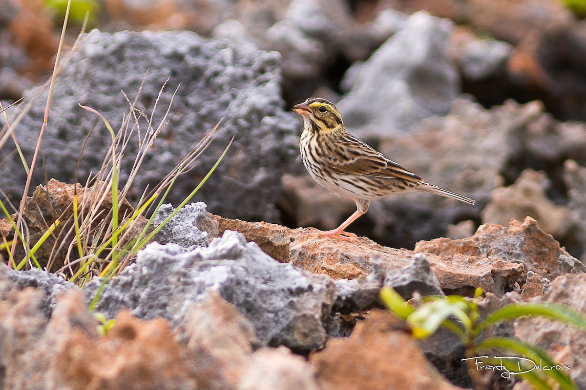 Savannah Sparrow - ML74656821