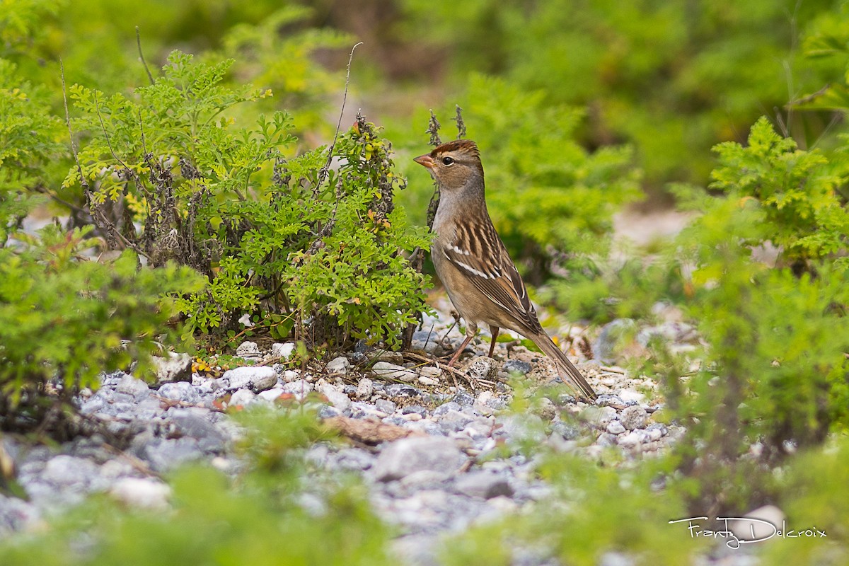 White-crowned Sparrow - ML74657071