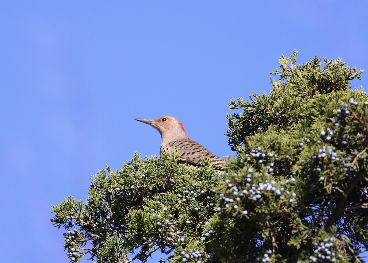 Northern Flicker (Yellow-shafted) - ML74657451