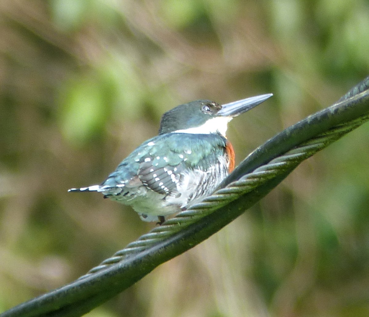 Green Kingfisher - ML74658731