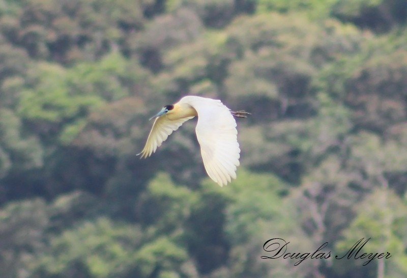 Capped Heron - ML74660061