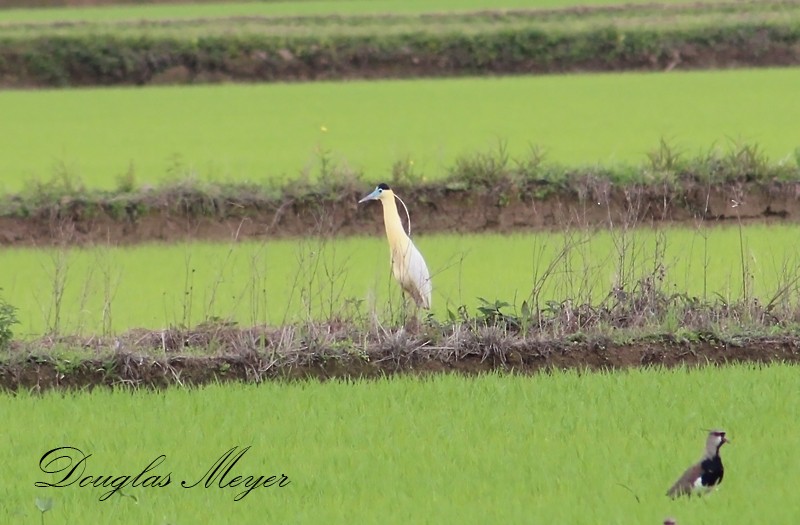 Héron coiffé - ML74660091