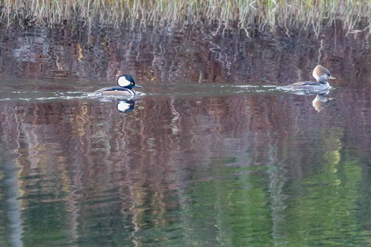 Hooded Merganser - ML74663201