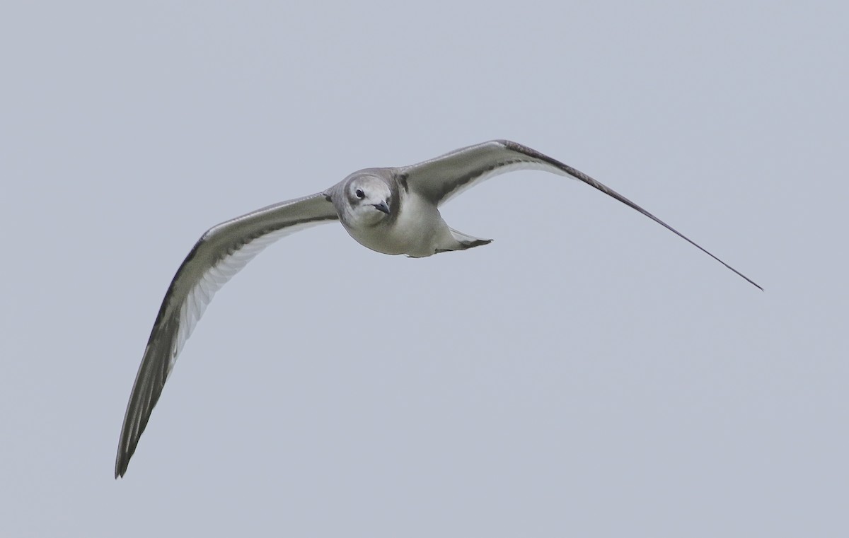 Sabine's Gull - ML74665181