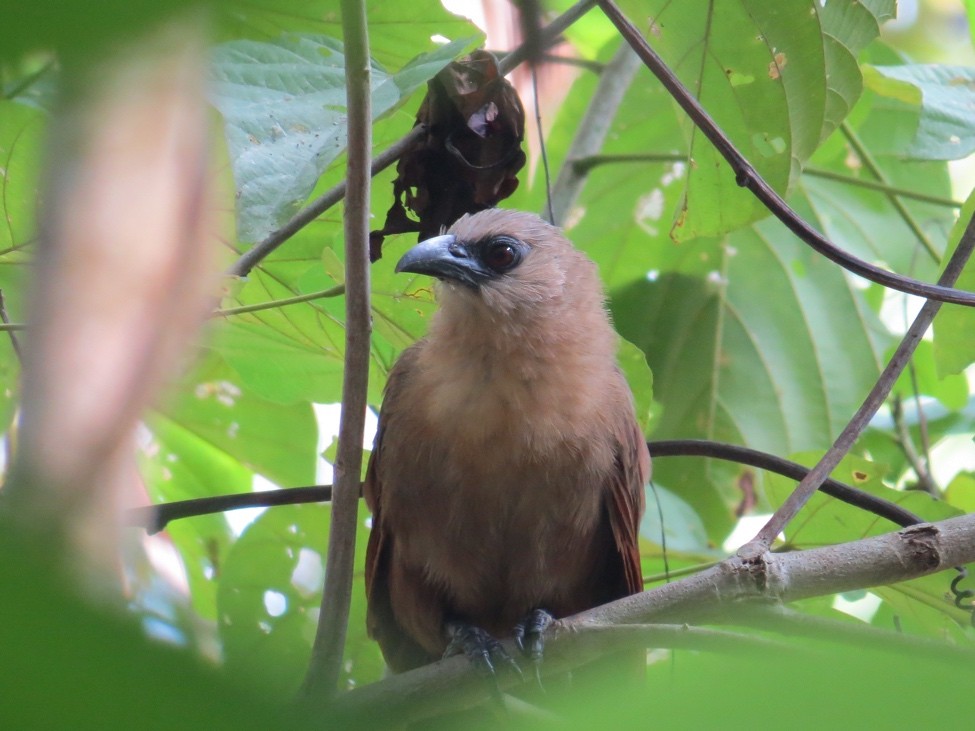 Bay Coucal - André Weiss