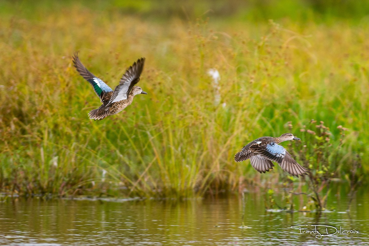 Blue-winged Teal - ML74669031