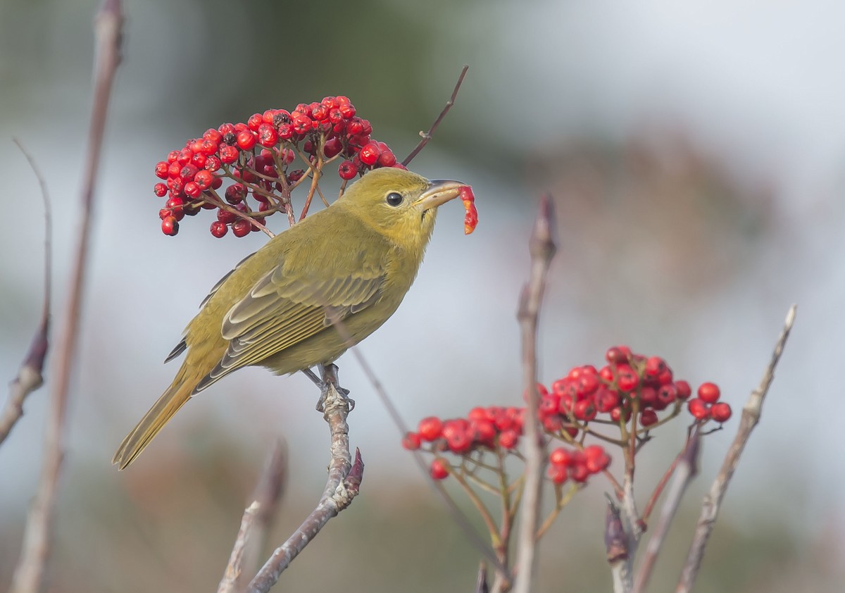 Summer Tanager - ML74669511