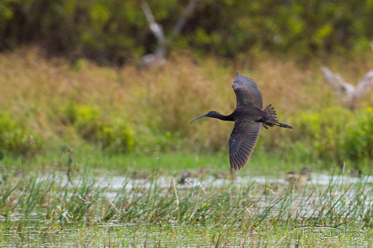 Glossy Ibis - ML74669841