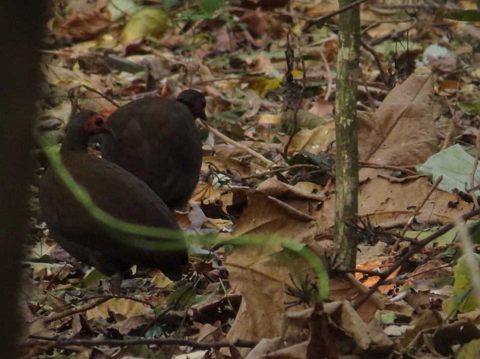 Philippinen-Großfußhuhn - ML74669871