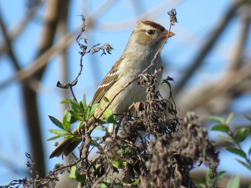 Bruant à couronne blanche - ML74670181