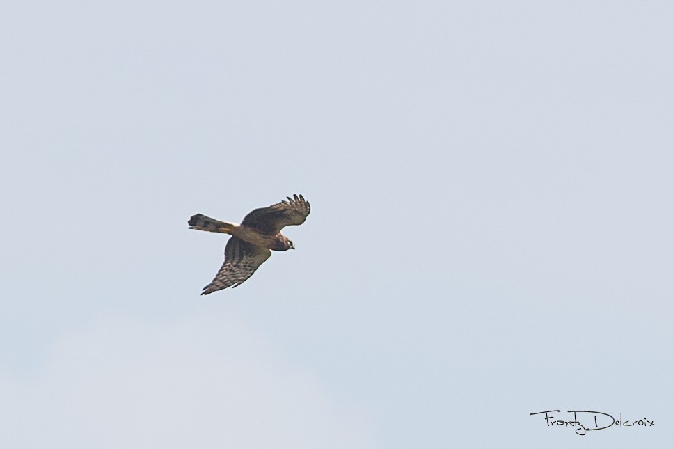 Northern Harrier - ML74670201