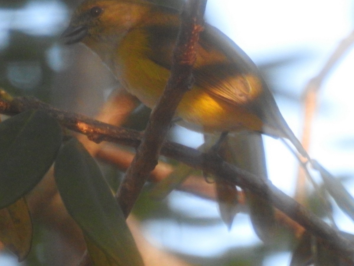 Yellow-throated Euphonia - ML74670261