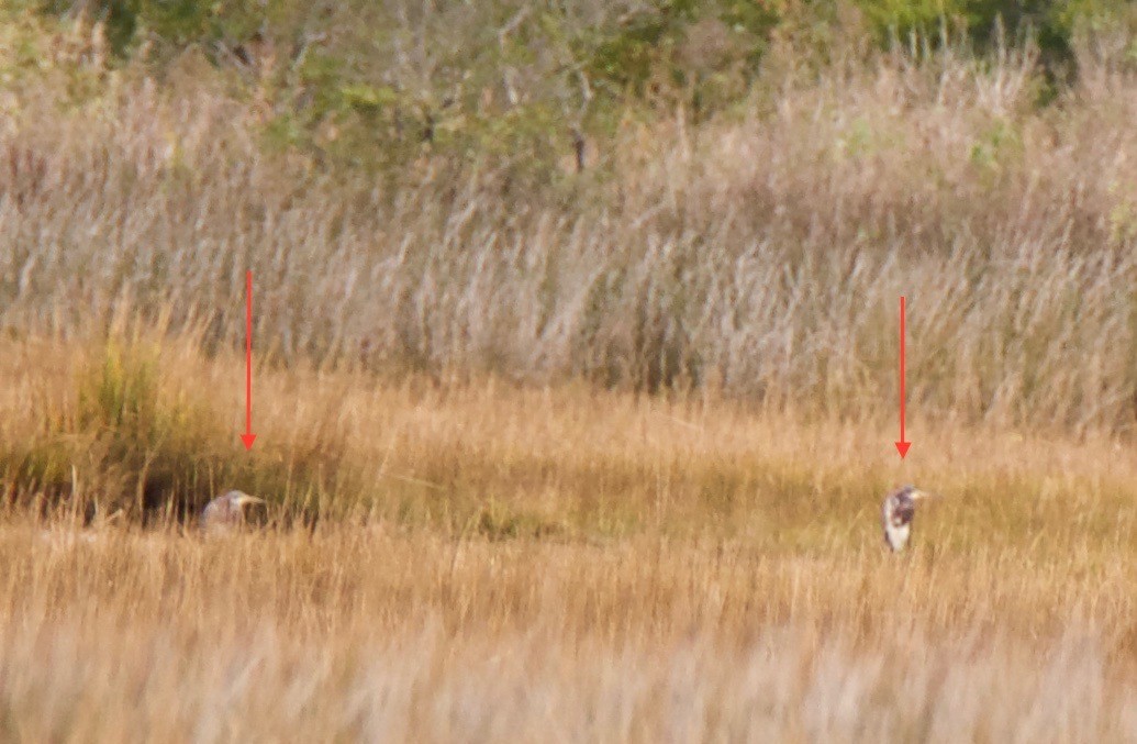 Tricolored Heron - ML74672111