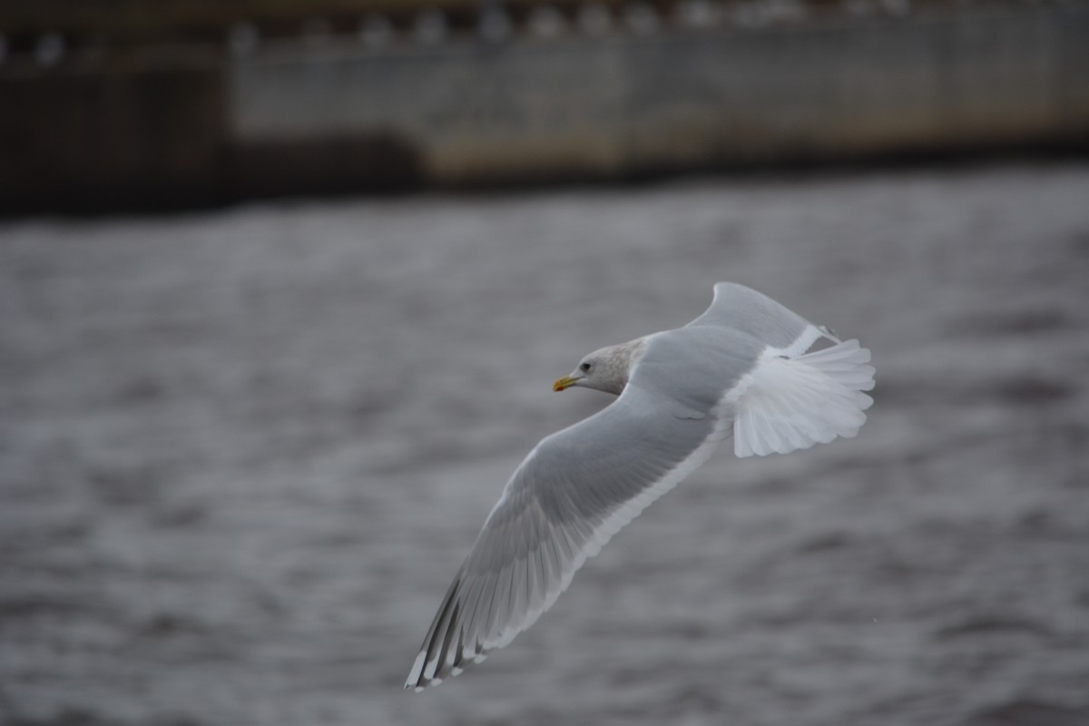 Iceland Gull (Thayer's x Iceland) - ML74672181