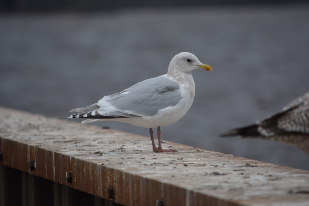 Iceland Gull (Thayer's x Iceland) - Clinton Dexter-Nienhaus