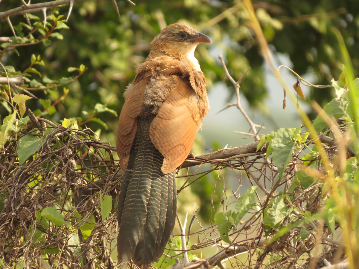 Black Coucal - ML74672781