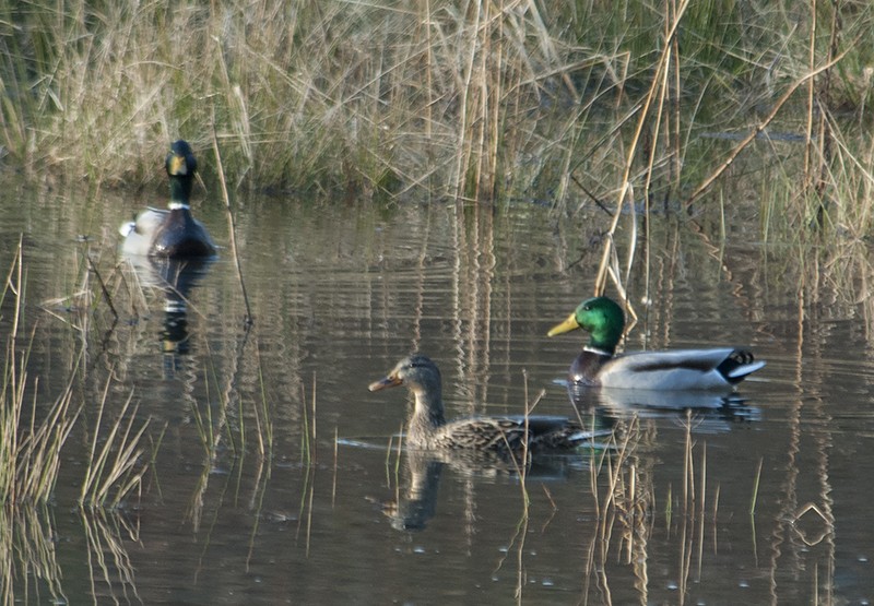 Зэрлэг нугас - ML74673651