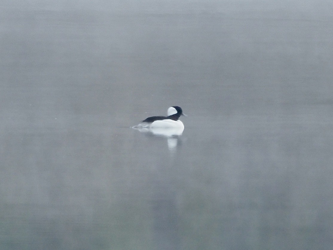 Bufflehead - ML74675591