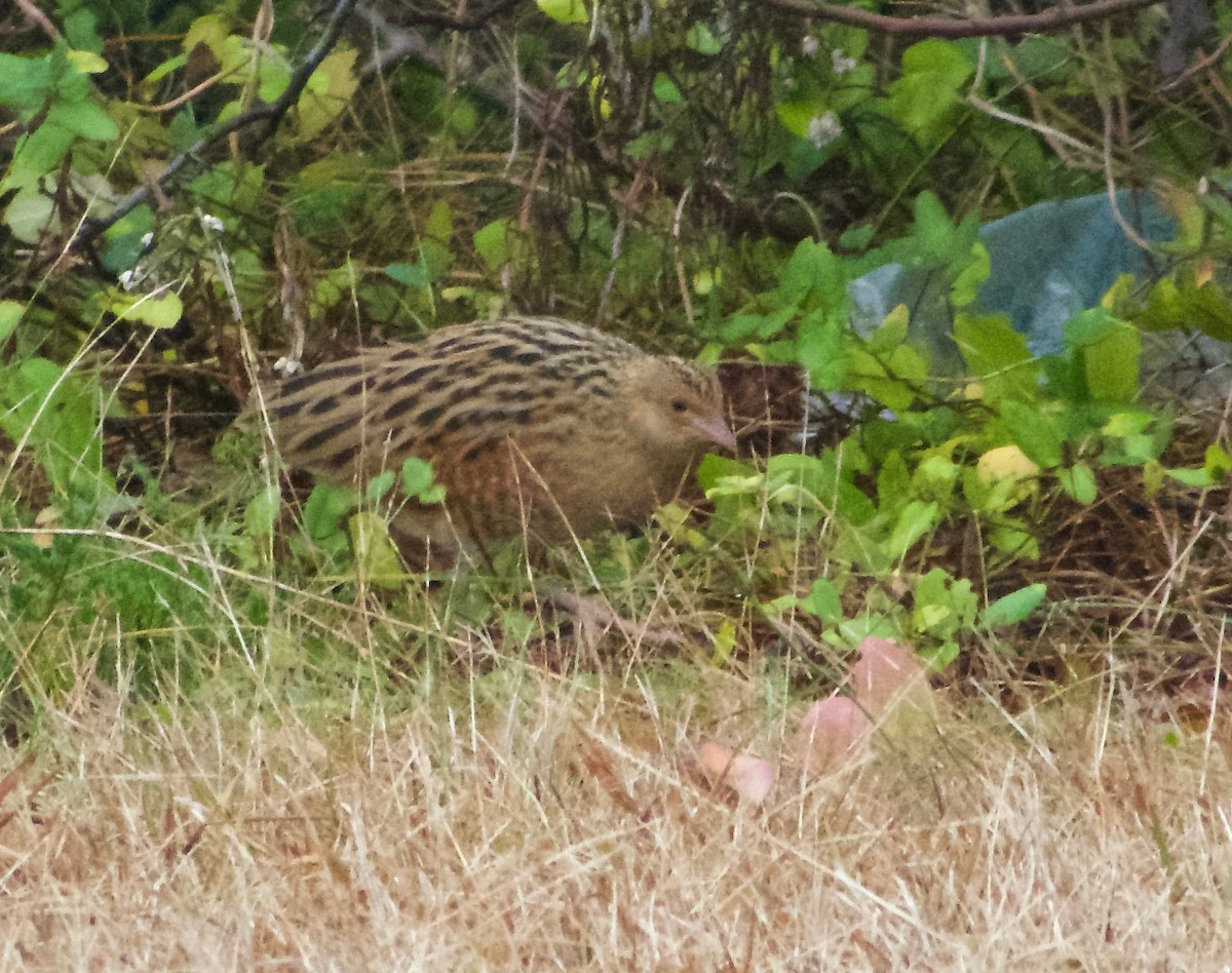 Corn Crake - ML74676041