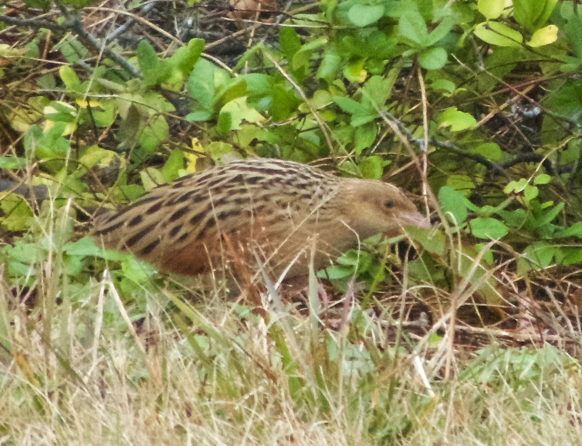 Corn Crake - ML74676101