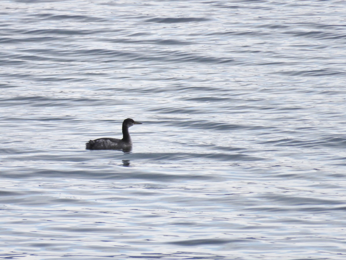 Red-necked Grebe - ML74676241