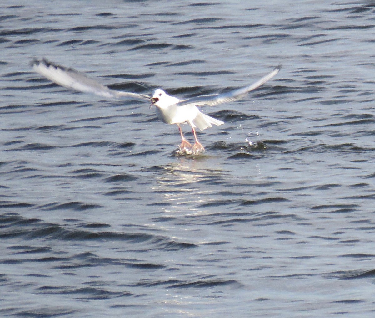 Bonaparte's Gull - Ann Tanner