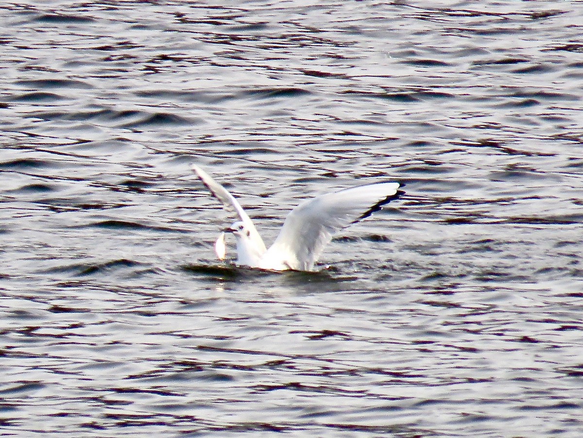 Bonaparte's Gull - Ann Tanner