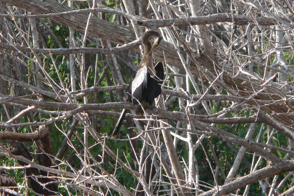 Anhinga - ML74680881