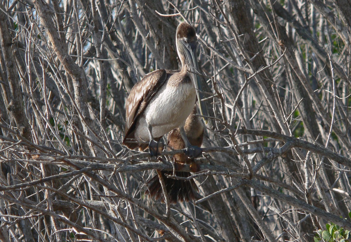 Brown Pelican - ML74680891