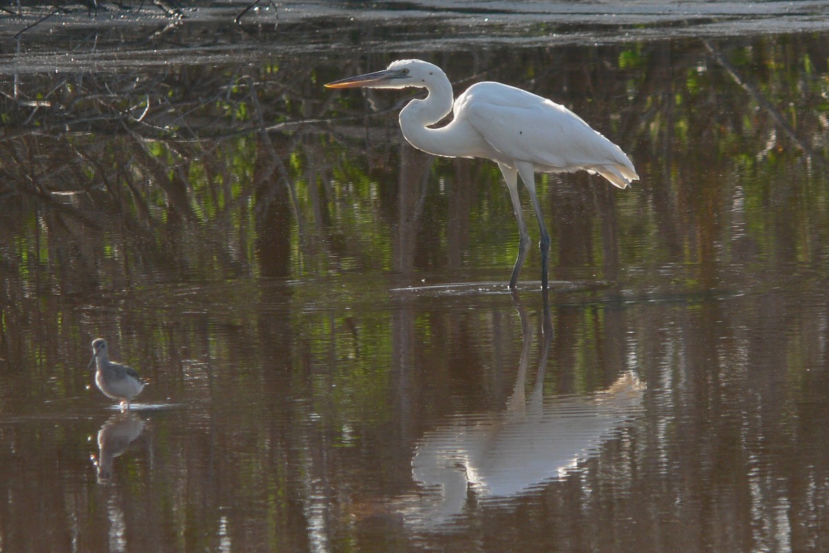 Great Blue Heron (Great White) - ML74680921