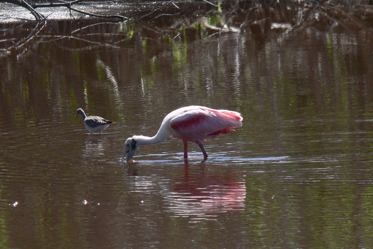 Roseate Spoonbill - ML74681001