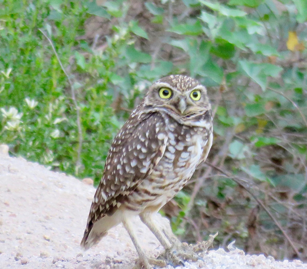 Burrowing Owl - ML74681561