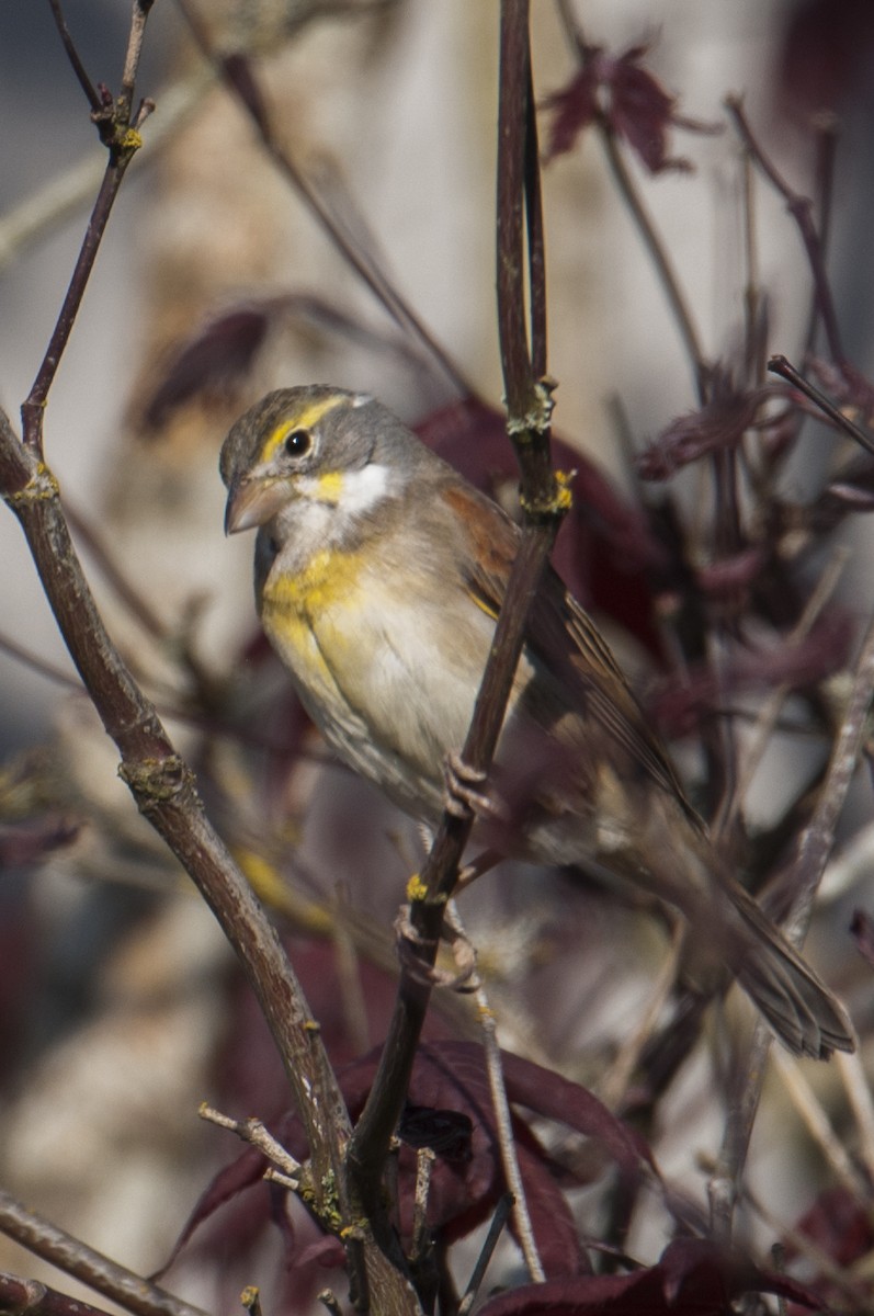 Dickcissel - ML74681991