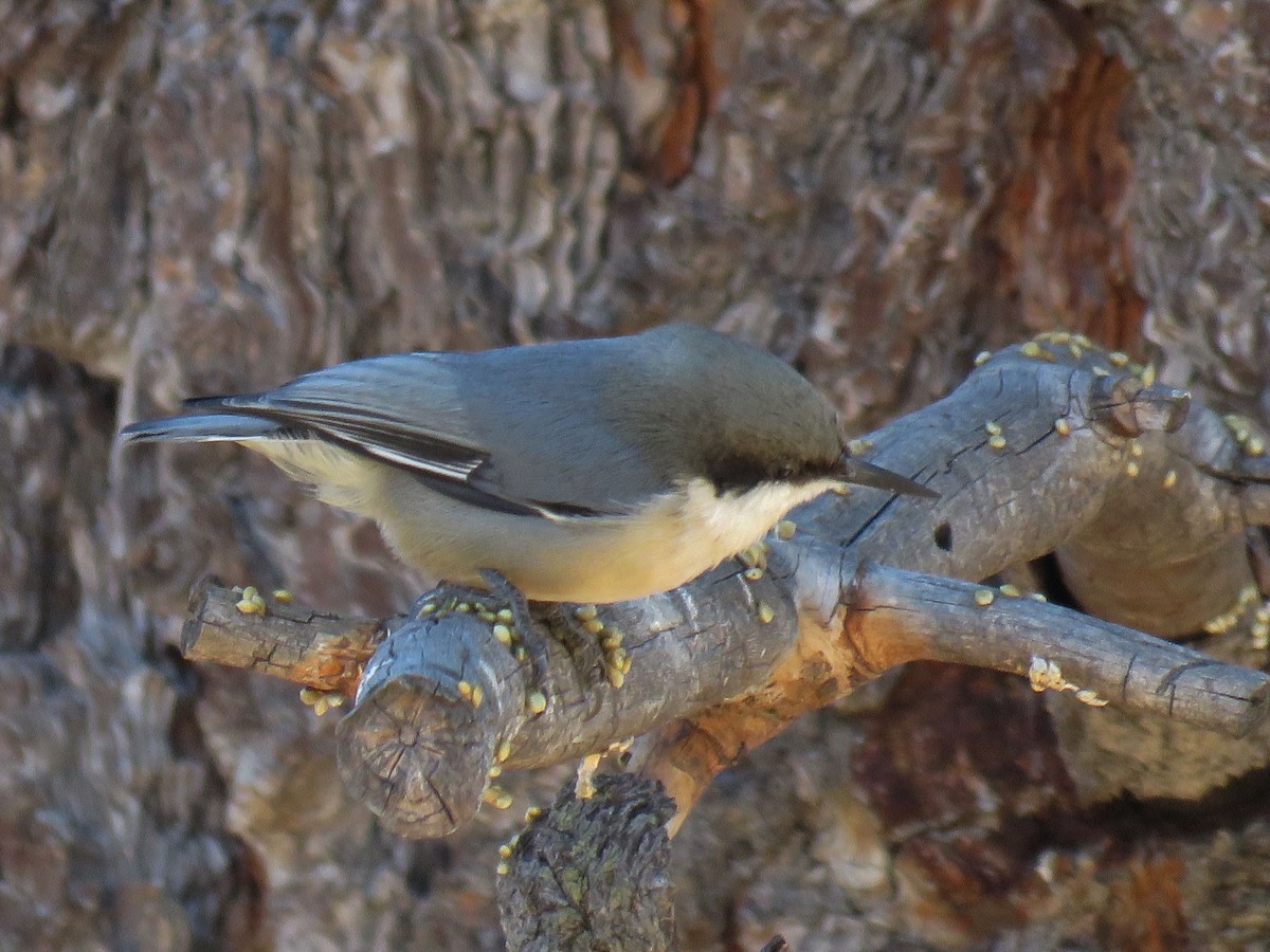 Pygmy Nuthatch - ML74683331