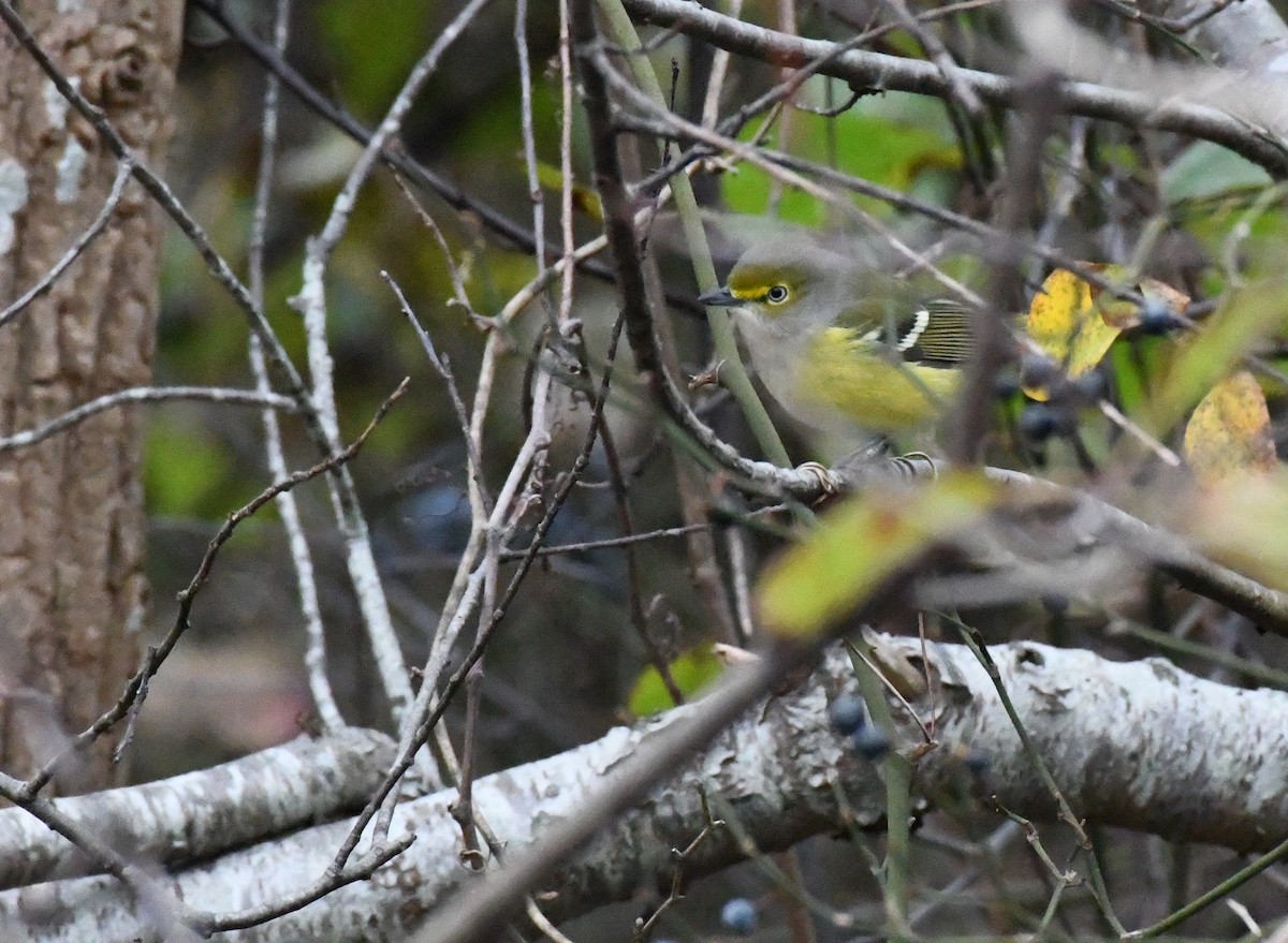 Ak Gözlü Vireo - ML74683631