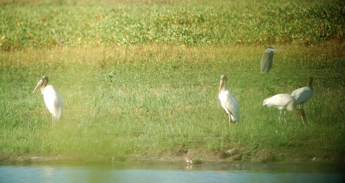 Wood Stork - Joshua Uffman