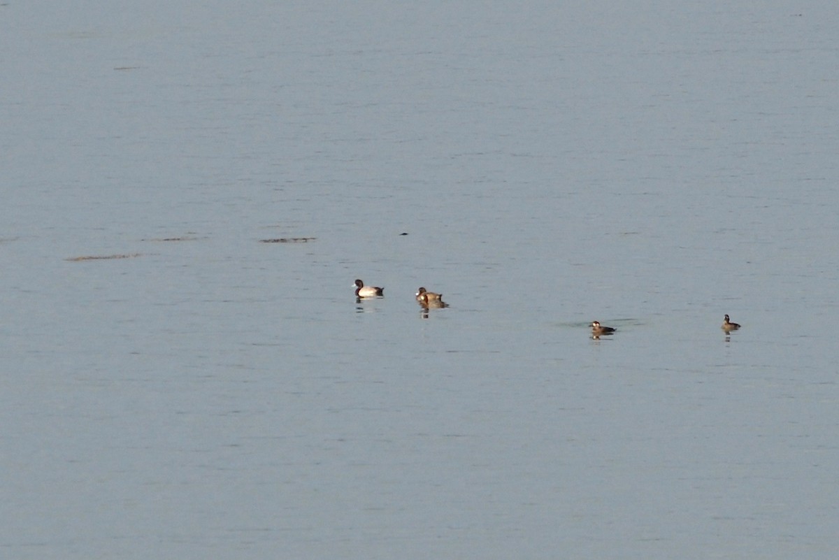 Greater Scaup - ML74685311