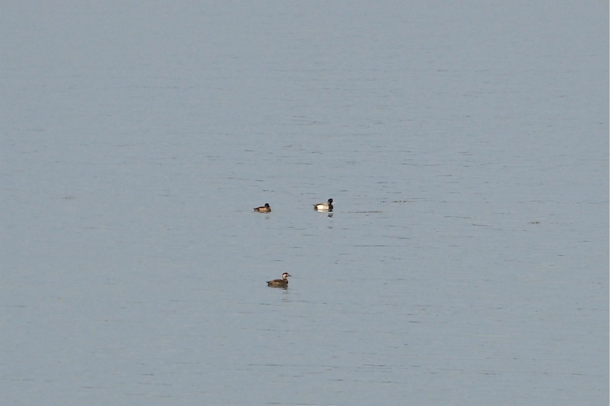 Greater Scaup - ML74685331