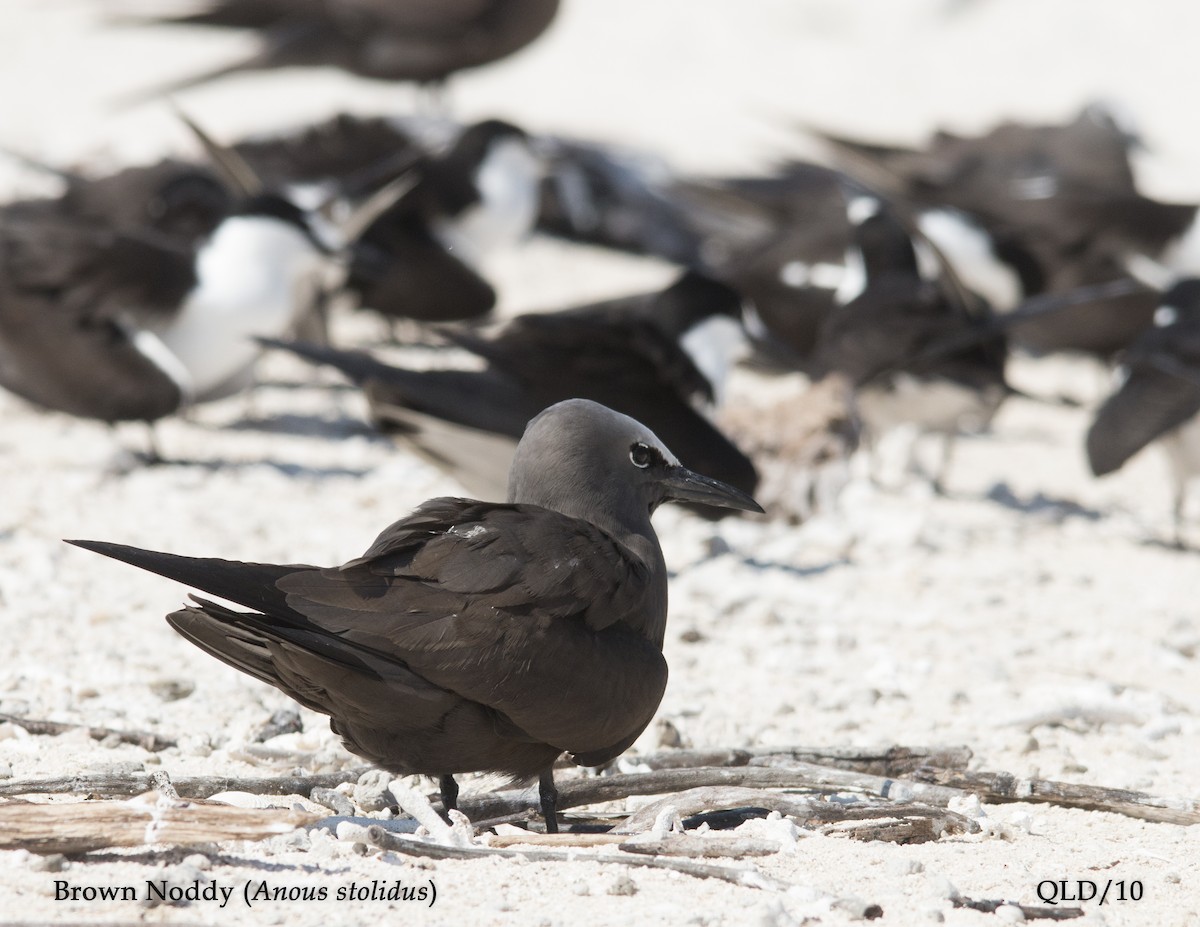 Brown Noddy - Andrew Wood