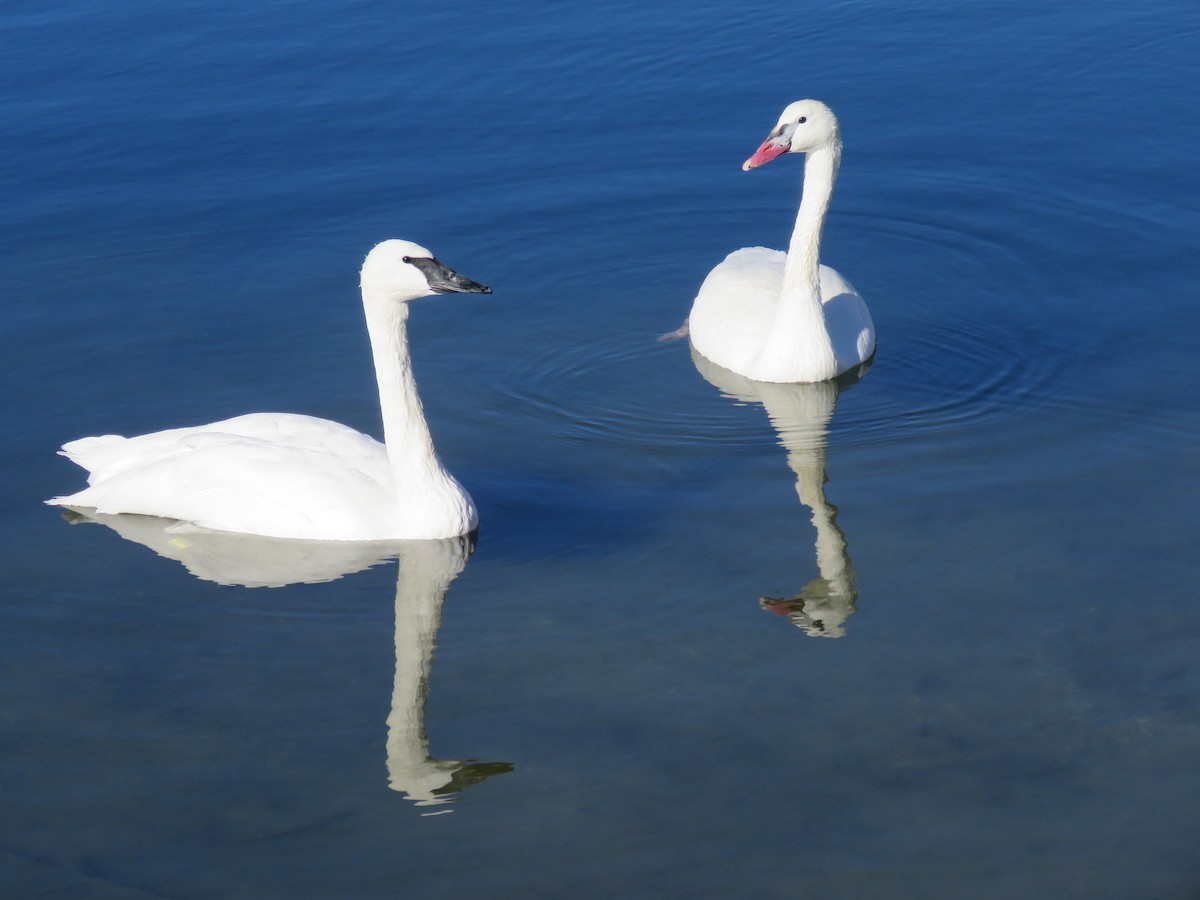 Trumpeter Swan - Del Nelson