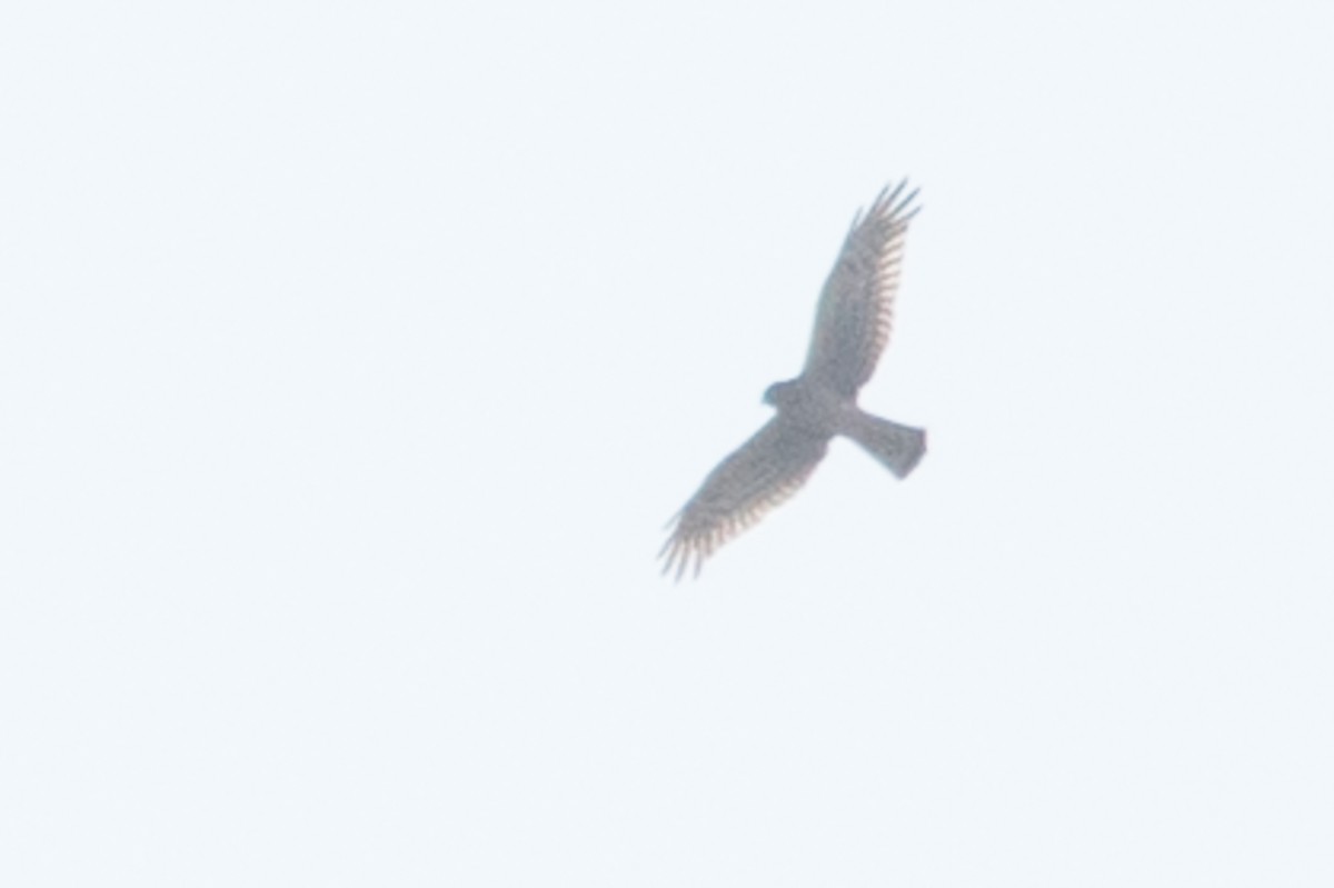 Northern Harrier - ML74688441