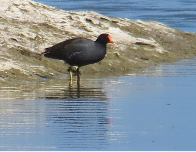 Common Gallinule - Peter Colasanti