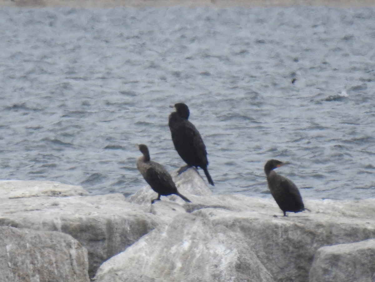 Great Cormorant (North Atlantic) - Van Remsen
